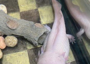 Querétaro celebrará el Día Nacional del Ajolote con actividades culturales