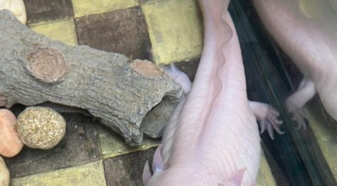 Querétaro celebrará el Día Nacional del Ajolote con actividades culturales