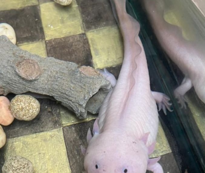 Querétaro celebrará el Día Nacional del Ajolote con actividades culturales