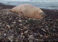 “Panchito”, el elefante marino que apareció por sorpresa en una playa mexicana