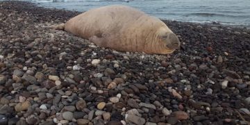 “Panchito”, el elefante marino que apareció por sorpresa en una playa mexicana