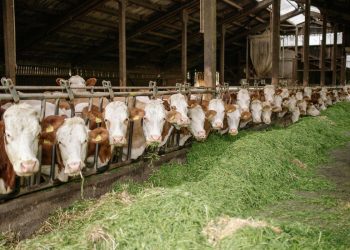 Suman 40 casos de gusano barrenador en Querétaro; alertan por contagios locales